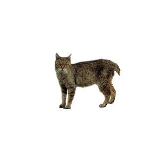 Side View Of A Gray Cat Standing On A Mosaic Tiled Sidewalk In An Urban Setting. Outdoor Scene. 19224 - Cat PNG image with transparent background
